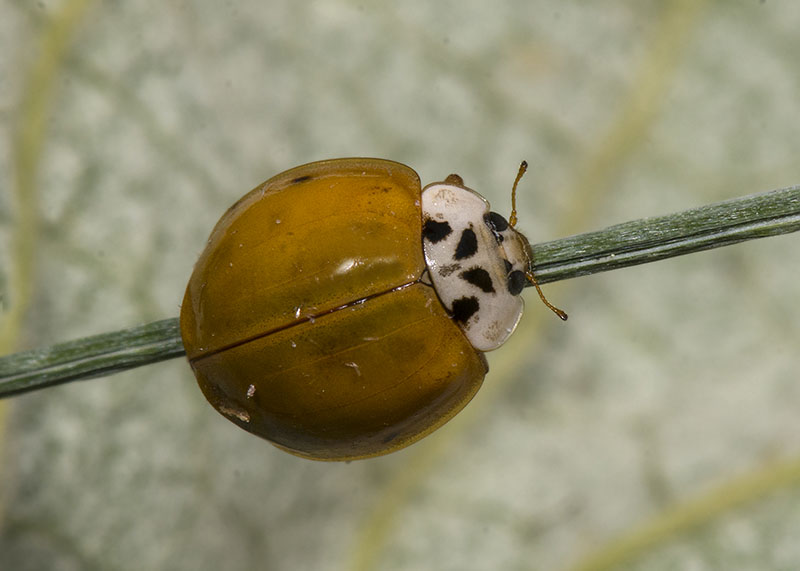 Coccinellidae: Harmonia axyridis